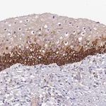 Merck Anti-CCDC157 antibody produced in rabbit