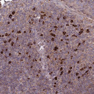 Merck Anti-MIOS antibody produced in rabbit