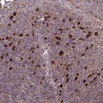 Merck Anti-MIOS antibody produced in rabbit