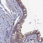 Merck Anti-ARAP3 antibody produced in rabbit