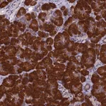 Merck Anti-NOL10 antibody produced in rabbit