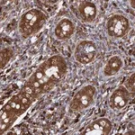 Merck Anti-BPIFB6 antibody produced in rabbit
