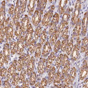 Merck Anti-FAM193A antibody produced in rabbit