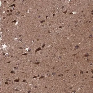 Merck Anti-PDE12 antibody produced in rabbit