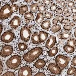 Merck Anti-ZNF260 antibody produced in rabbit