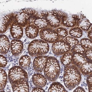 Merck Anti-IL7 antibody produced in rabbit