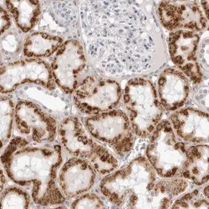 Merck Anti-CNBD1 antibody produced in rabbit