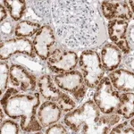 Merck Anti-CNBD1 antibody produced in rabbit