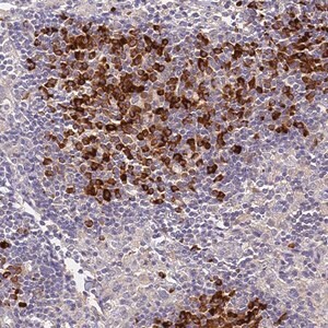Merck Anti-SLC11A1 antibody produced in rabbit
