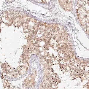 Merck Anti-ELL3 antibody produced in rabbit