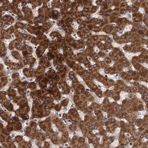 Merck Anti-BCS1L antibody produced in rabbit