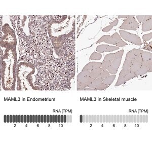 Merck Anti-MAML3 antibody produced in rabbit