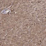 Merck Anti-SELENOP antibody produced in rabbit