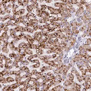 Merck Anti-SPINK9 antibody produced in rabbit