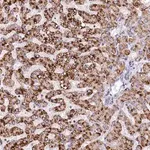 Merck Anti-SPINK9 antibody produced in rabbit