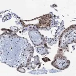 Merck Anti-OLAH antibody produced in rabbit