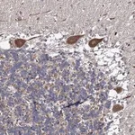 Merck Anti-DYDC1 antibody produced in rabbit