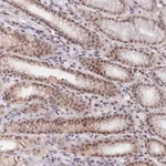 Merck Anti-ANAPC4 antibody produced in rabbit