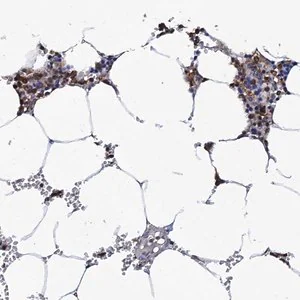 Merck Anti-TCIRG1 antibody produced in rabbit