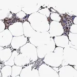 Merck Anti-TCIRG1 antibody produced in rabbit