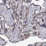 Merck Anti-MCMBP antibody produced in rabbit