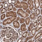 Merck Anti-INTS10 antibody produced in rabbit