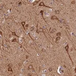 Merck Anti-PIGQ antibody produced in rabbit