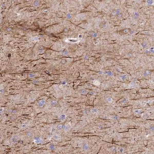 Merck Anti-FRA10AC1 antibody produced in rabbit