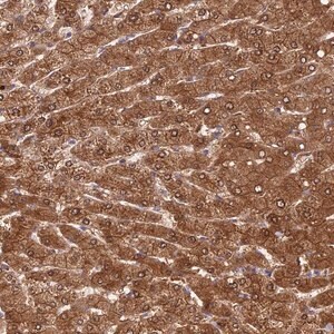 Merck Anti-FUOM antibody produced in rabbit