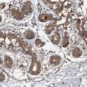 Merck Anti-HAPLN3 antibody produced in rabbit