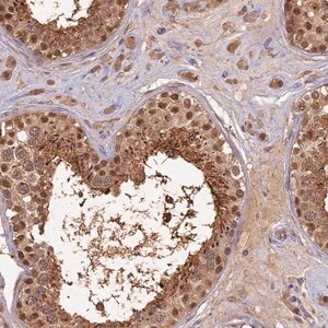 Merck Anti-RSPH3 antibody produced in rabbit