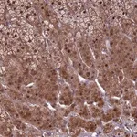 Merck Anti-KLHL35 antibody produced in rabbit