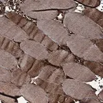 Merck Anti-TRIM7 antibody produced in rabbit