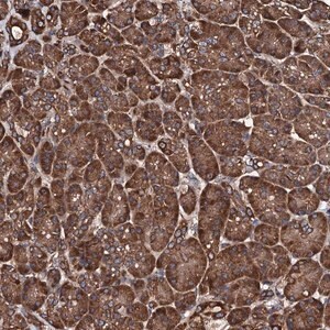 Merck Anti-CKAP5 antibody produced in rabbit