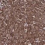 Merck Anti-CKAP5 antibody produced in rabbit