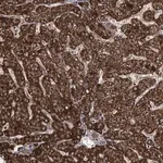 Merck Anti-PGGHG antibody produced in rabbit