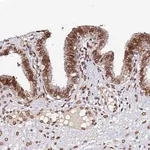 Merck Anti-ANAPC5 antibody produced in rabbit