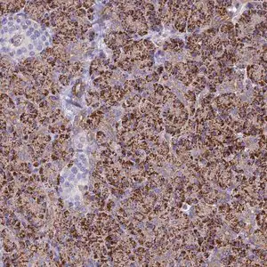 Merck Anti-ALDH1L2 antibody produced in rabbit