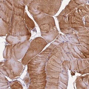 Merck Anti-EHBP1L1 antibody produced in rabbit