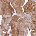 Merck Anti-EHBP1L1 antibody produced in rabbit