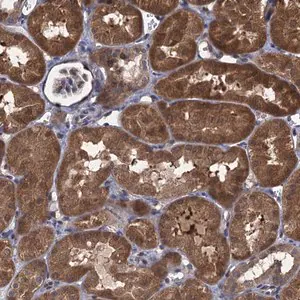 Merck Anti-CNTN5 antibody produced in rabbit