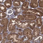 Merck Anti-CNTN5 antibody produced in rabbit