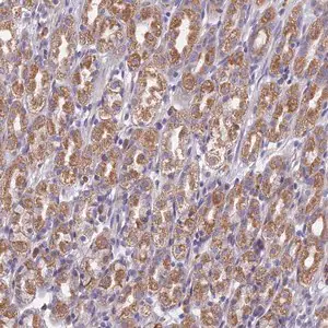 Merck Anti-DDX51 antibody produced in rabbit