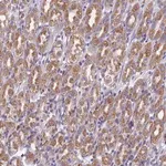 Merck Anti-DDX51 antibody produced in rabbit