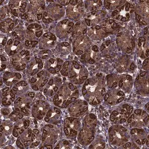 Merck Anti-MYO1H antibody produced in rabbit