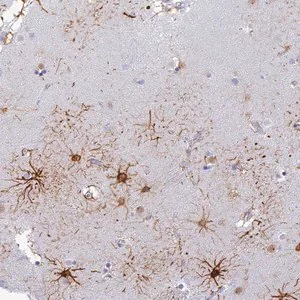 Merck Anti-INTS13 antibody produced in rabbit