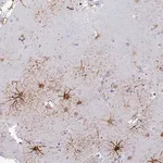 Merck Anti-INTS13 antibody produced in rabbit