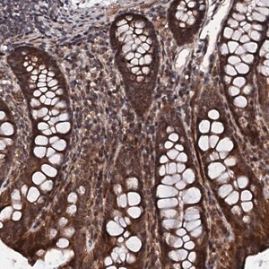 Merck Anti-FAM111A antibody produced in rabbit