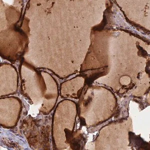 Merck Anti-GMCL1 antibody produced in rabbit