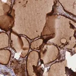 Merck Anti-GMCL1 antibody produced in rabbit